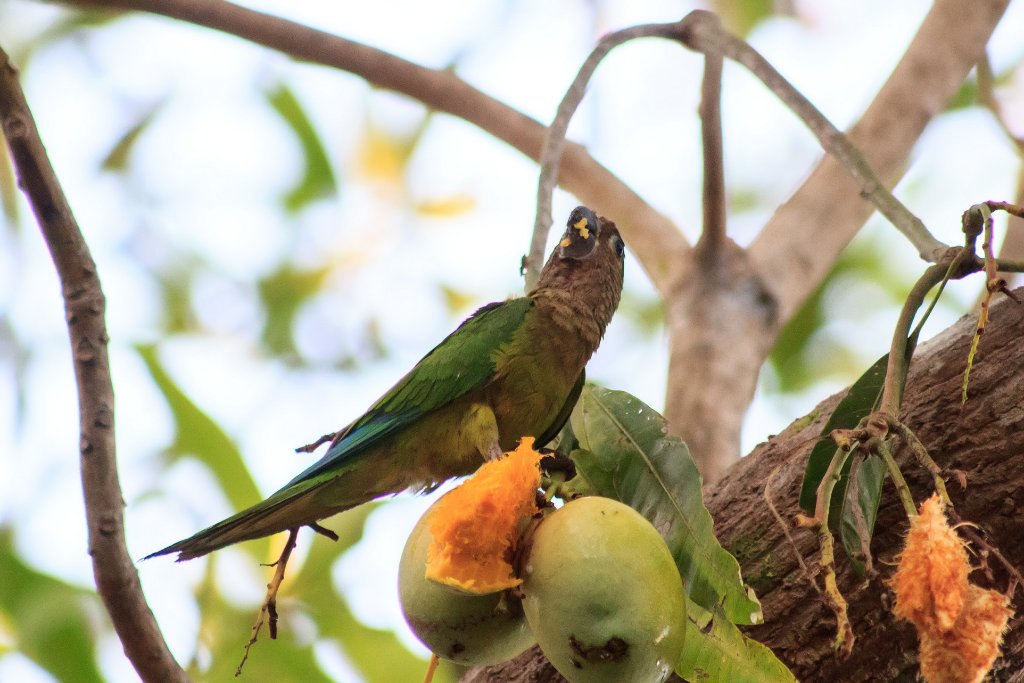 44-Parakeet enjoying a mango.jpg - Parakeet enjoying a mango